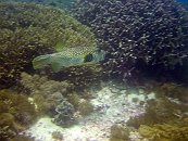 Pufferfish 2